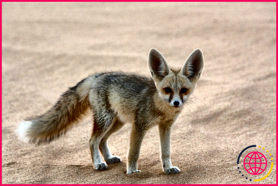 Quels sont les animaux qui vivent dans le désert du sahara ?
