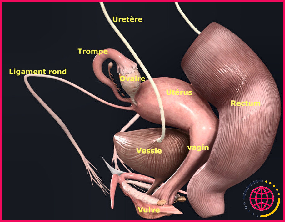 Quels sont les ligaments qui soutiennent l'ovaire ?

