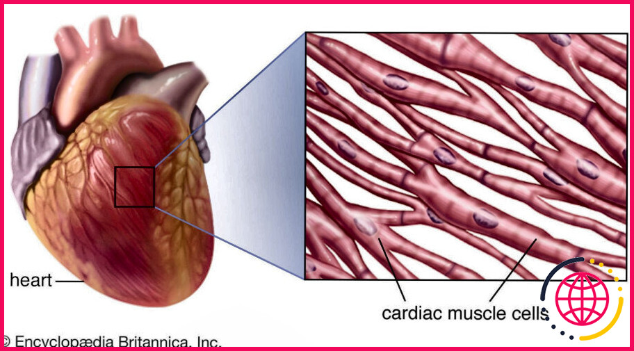 Quels sont les tissus que l'on trouve dans le cœur ?
