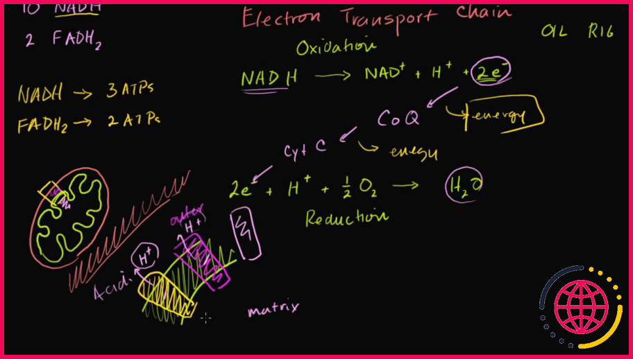 Qu'est-ce que la chaîne de transport d'électrons et quelles sont ses fonctions ?
