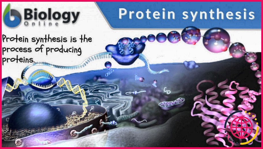 Qu'est-ce que la synthèse protéique chez les procaryotes ?
