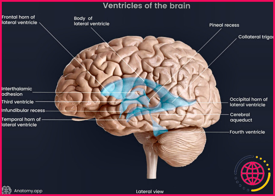 Qu'est-ce que la zone septale du cerveau ?
