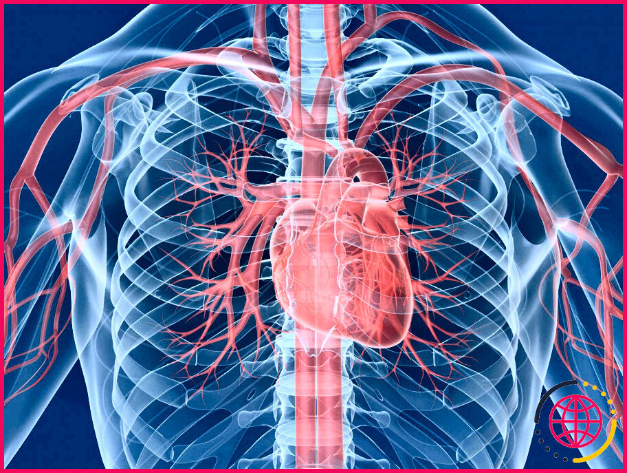 Qu'est-ce que le système cardiovasculaire humain ?

