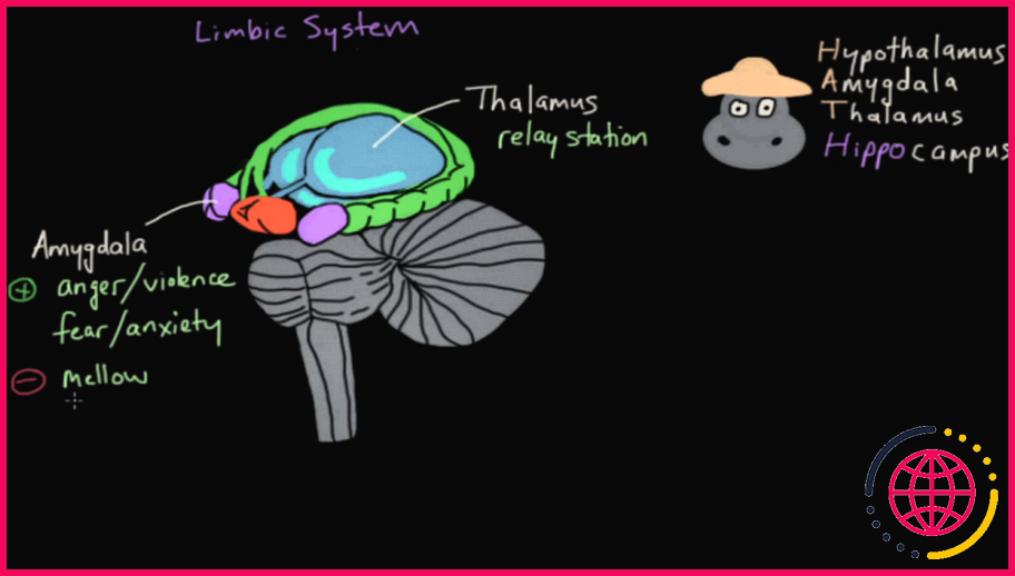 Qu'est-ce qui fait partie du système limbique ?
