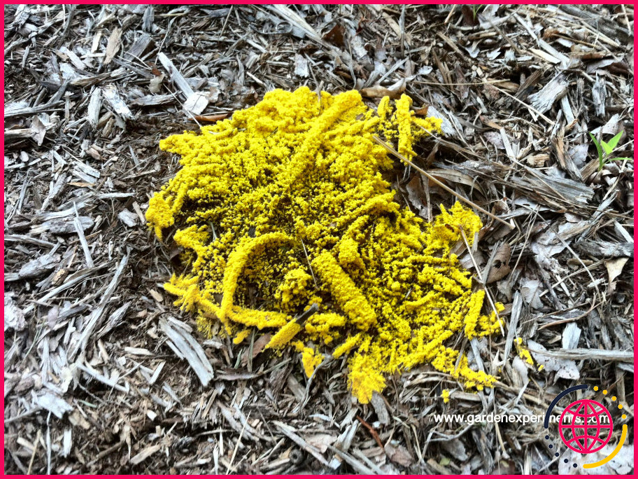 Qu'est-ce qu'un champignon jaune vif ?
