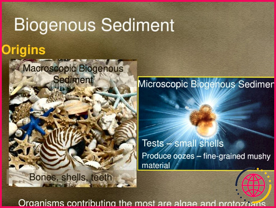 Qu'est-ce qu'un sédiment biogène ?
