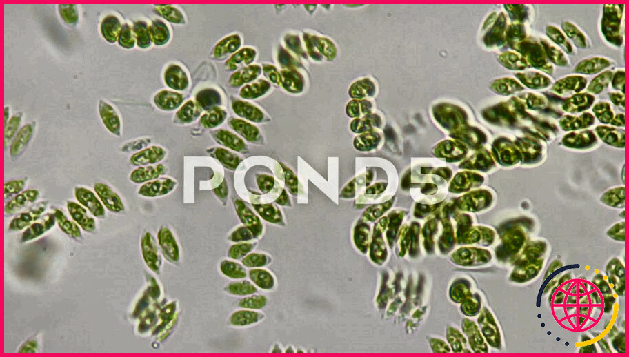 Qu'est-ce qu'une algue unicellulaire ?
