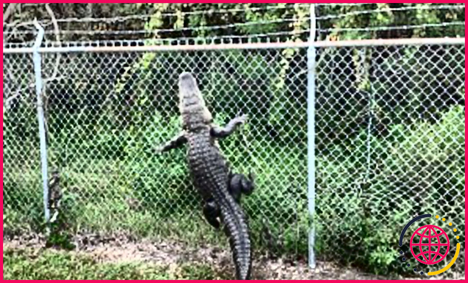 Un alligator peut-il escalader une clôture ?
