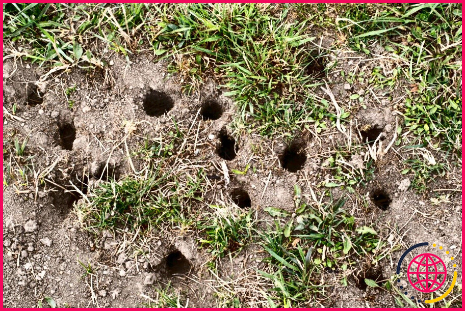 A quoi ressemblent les trous de campagnols dans une cour ?
