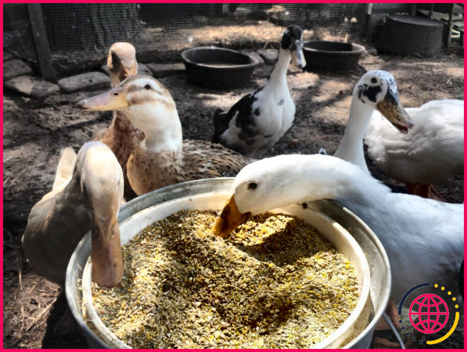 Combien de nourriture un canard mange-t-il par jour ?
