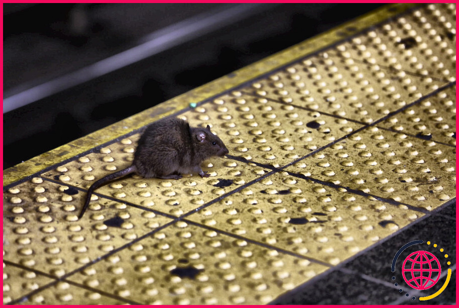 Combien de temps faut-il à une souris pour mourir de faim ?
