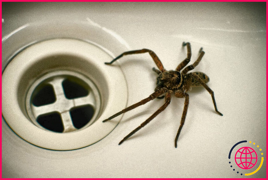 Comment éloigner les araignées de l'alarme de votre maison ?
