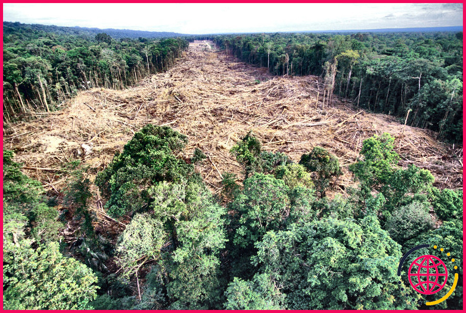 Comment et pourquoi la déforestation a-t-elle eu lieu ?

