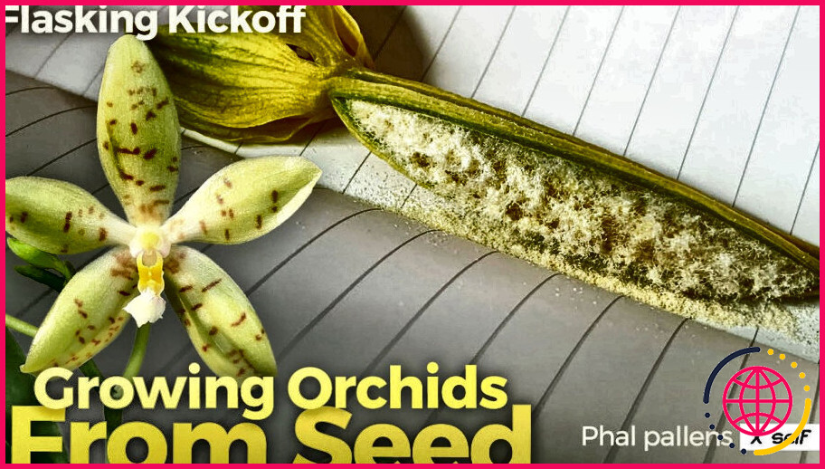 Comment faire pousser des orchidées à partir de capsules de graines ?
