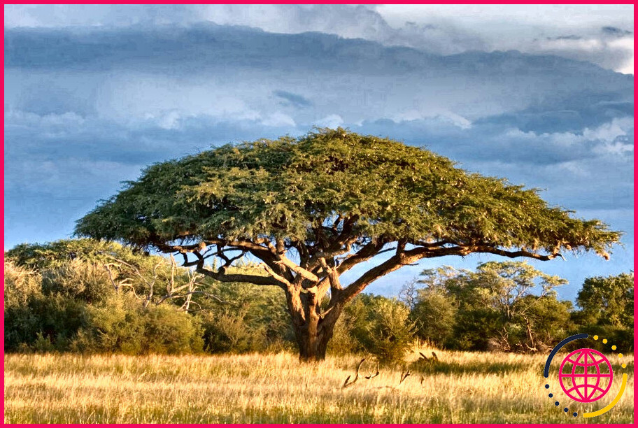 De quel genre d'arbre provient le bois d'acacia ?
