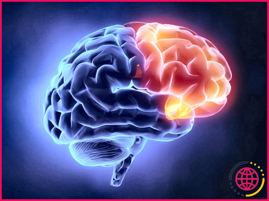 Le cortex frontal est-il le même que le lobe frontal ?
