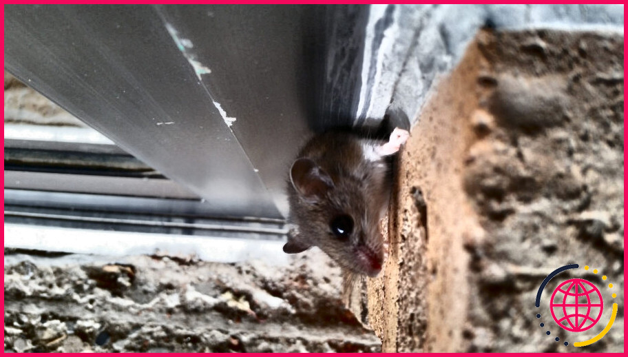Les souris peuvent-elles entrer dans la maison par le toit ?
