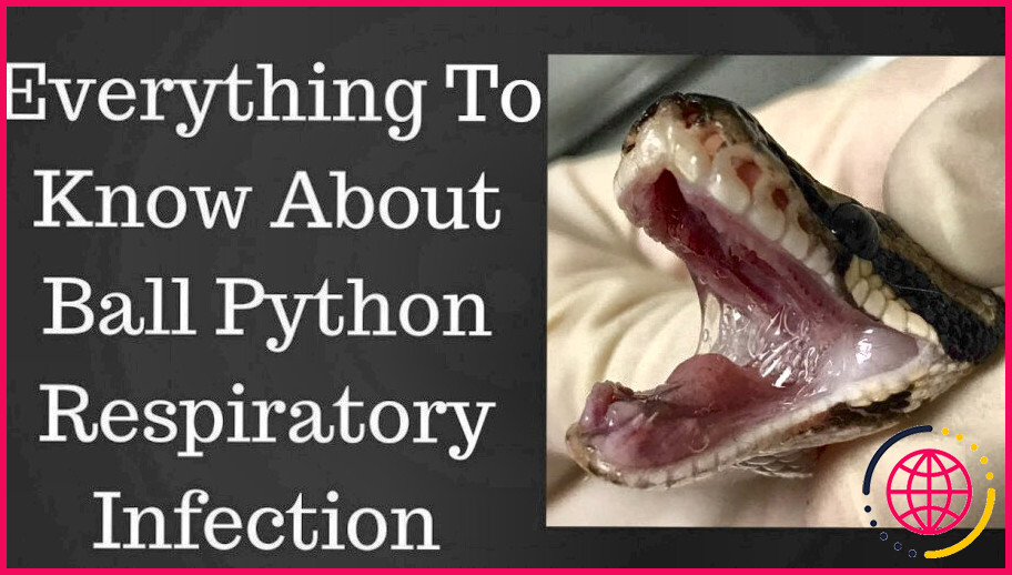Mon python royal a-t-il une infection respiratoire ?
