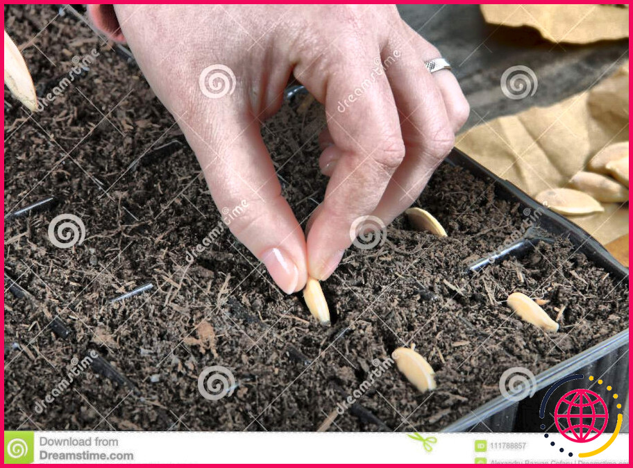 Peut-on planter les graines d'une courge ?
