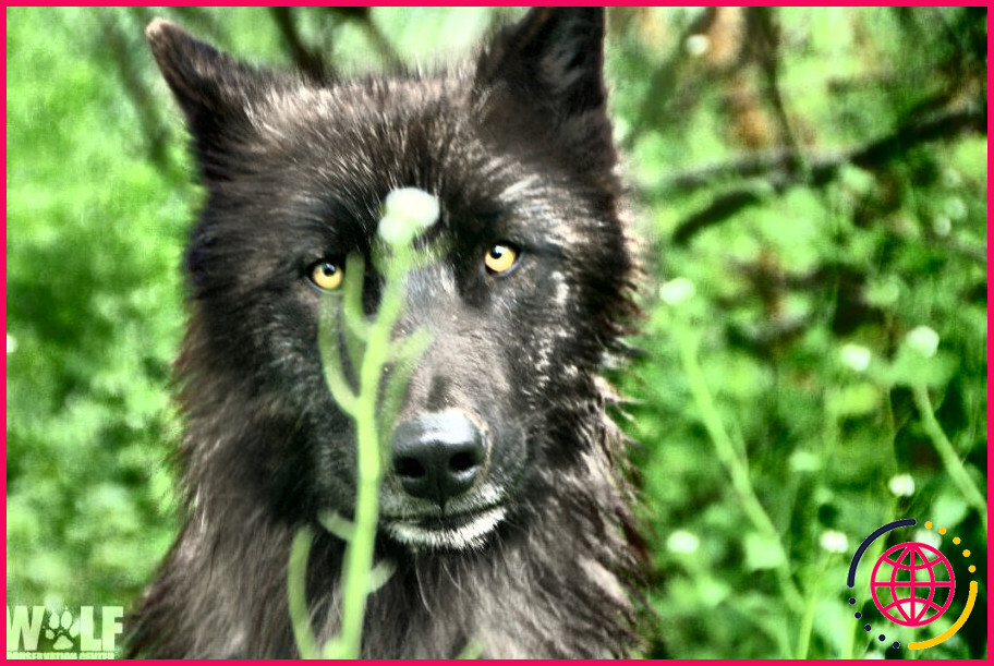 Pourquoi le loup est-il considéré comme une espèce clé de voûte ?
