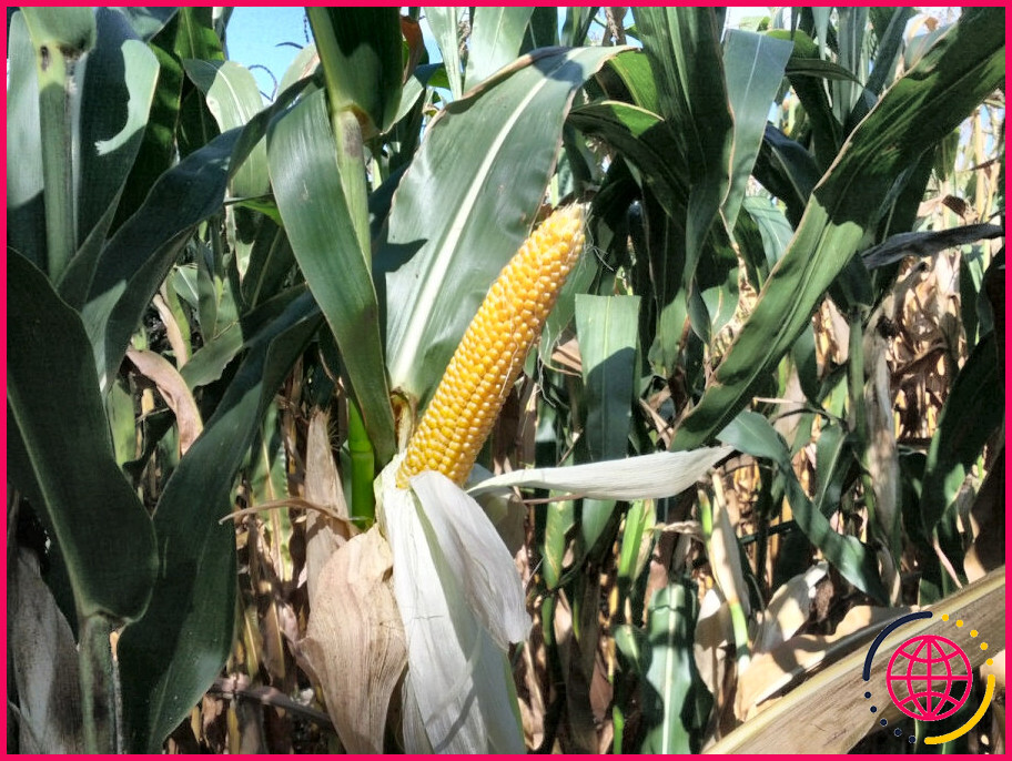 Pourquoi les agriculteurs laissent-ils le maïs dans le champ ?
