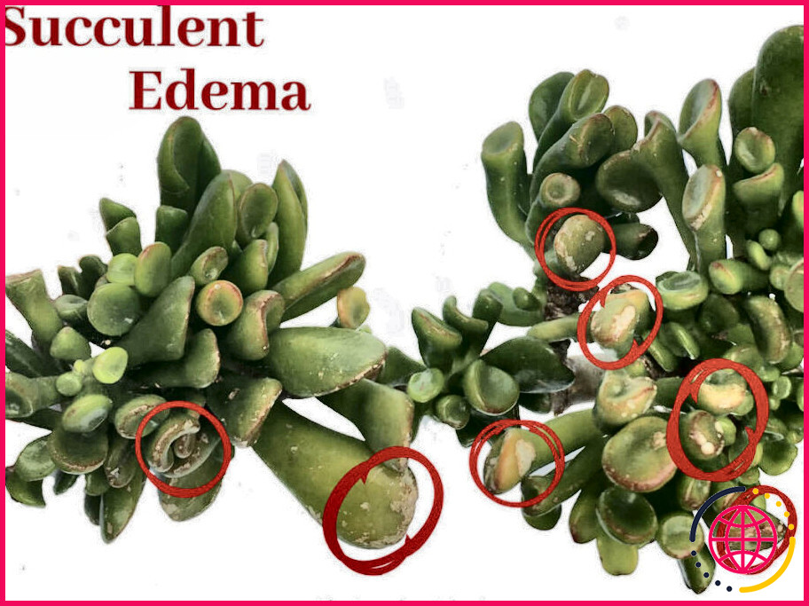 Que signifient les taches noires sur les succulentes ?
