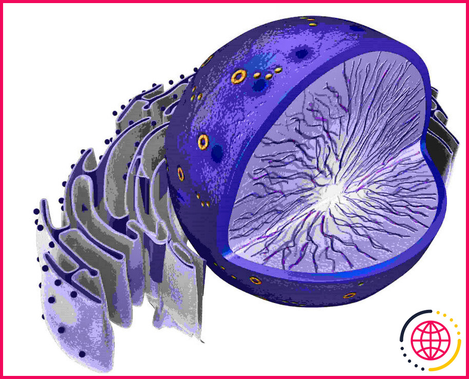 Quel est le rôle du noyau dans une cellule eucaryote ?
