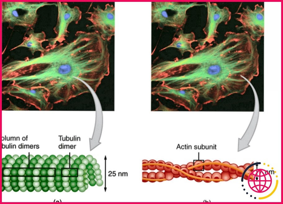 Quelle est la différence entre les microtubules et les microfilaments ?
