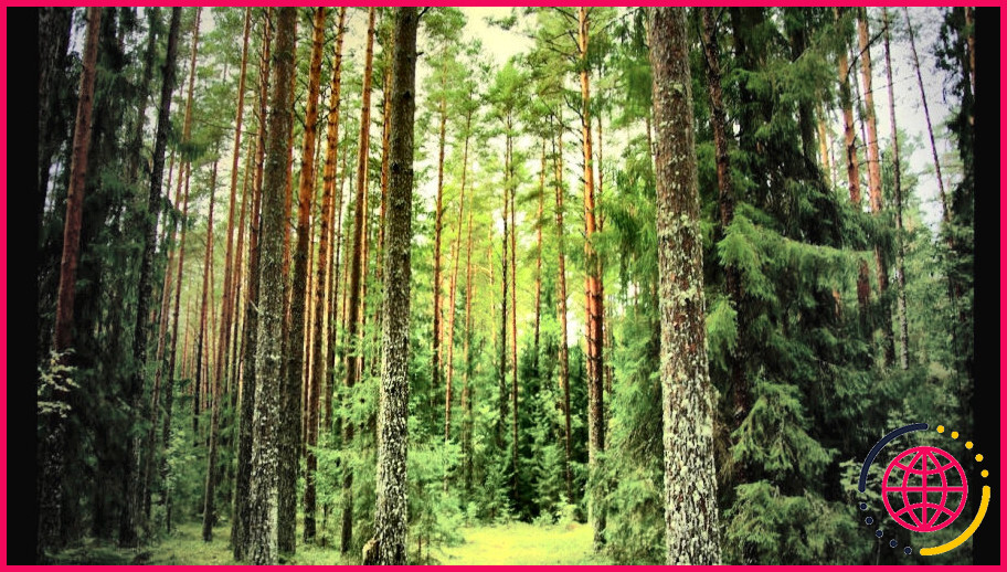 Quelles sortes d'arbres trouve-t-on dans la forêt ardennaise ?

