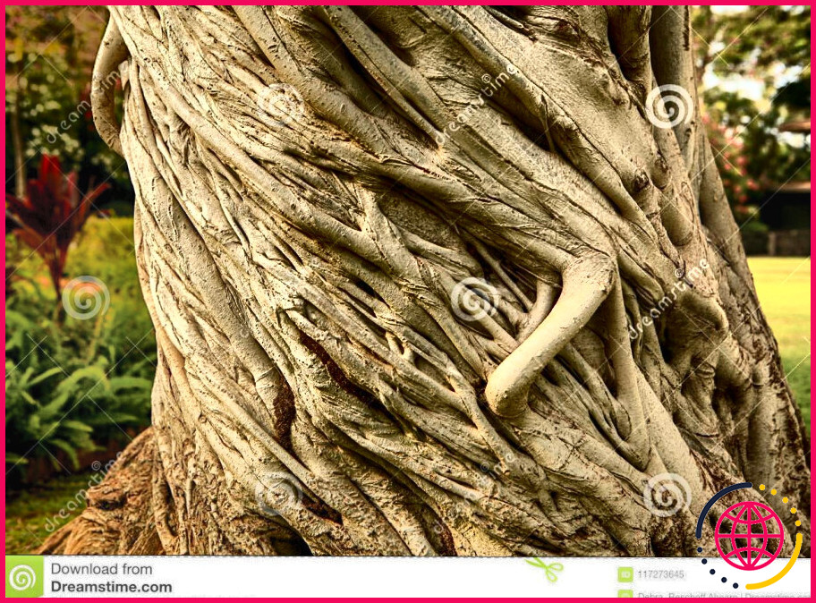 Quels sont les arbres qui ont des troncs tordus ?
