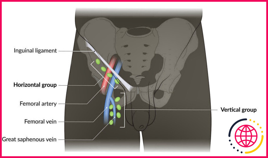 Quels sont les ganglions lymphatiques qui drainent la prostate ?

