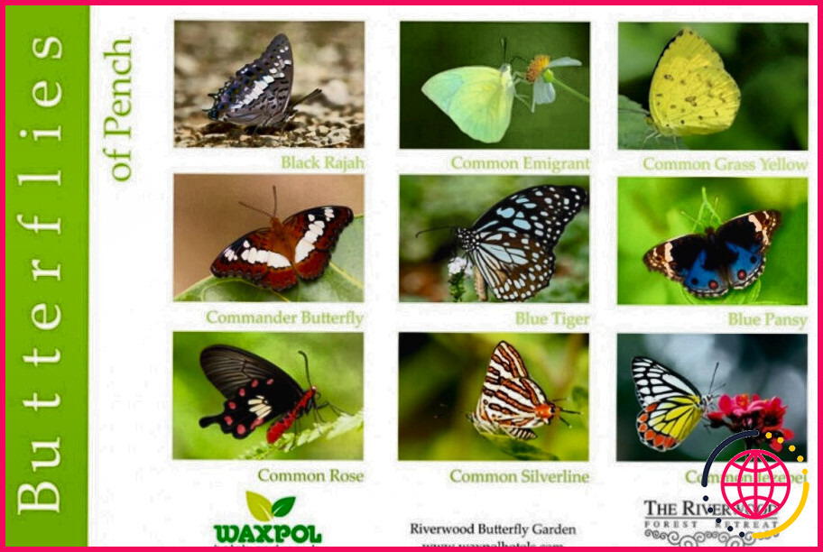 Quels sont les noms des différentes espèces de papillons ?
