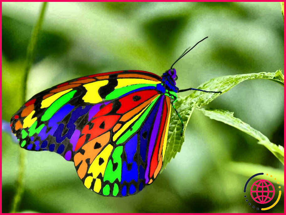 Quels sont les plus beaux papillons ?
