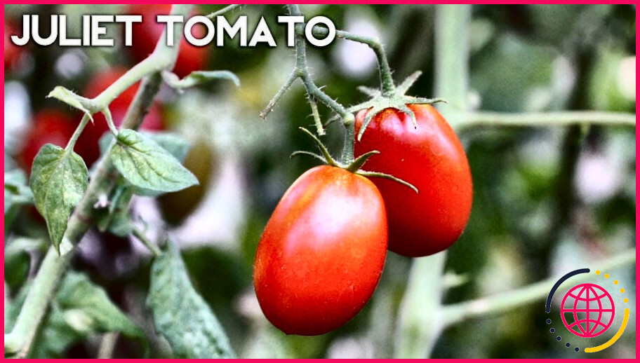 Qu'est-ce qu'une tomate juliet ?
