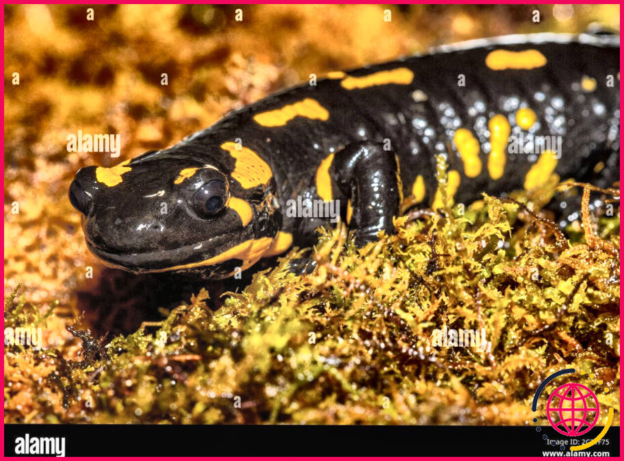 Une salamandre est-elle homéotherme ou poïkilotherme ?
