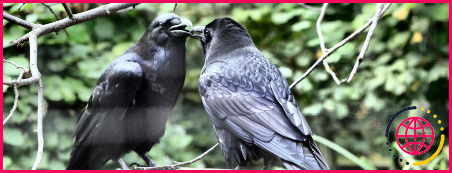 Pourquoi un groupe de corbeaux est-il appelé une méchanceté ?