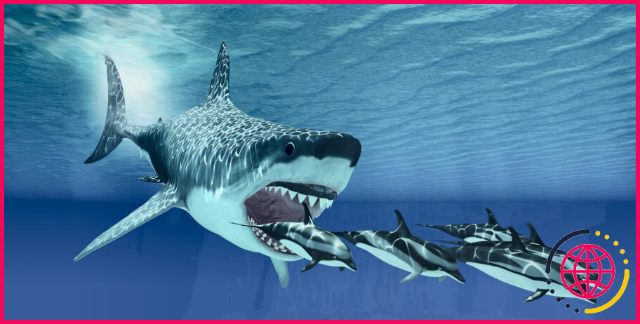 Combien de dents ont les requins ?