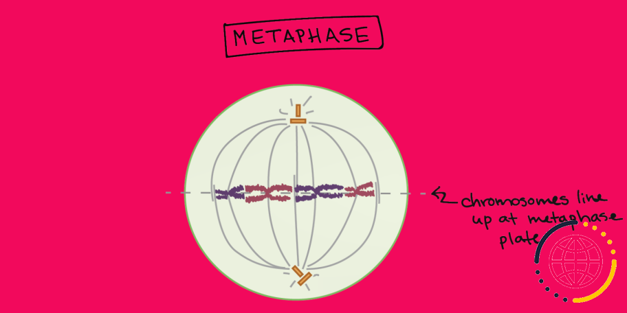 Dans quelle phase de la mitose les centromères se désaccouplent-ils ?