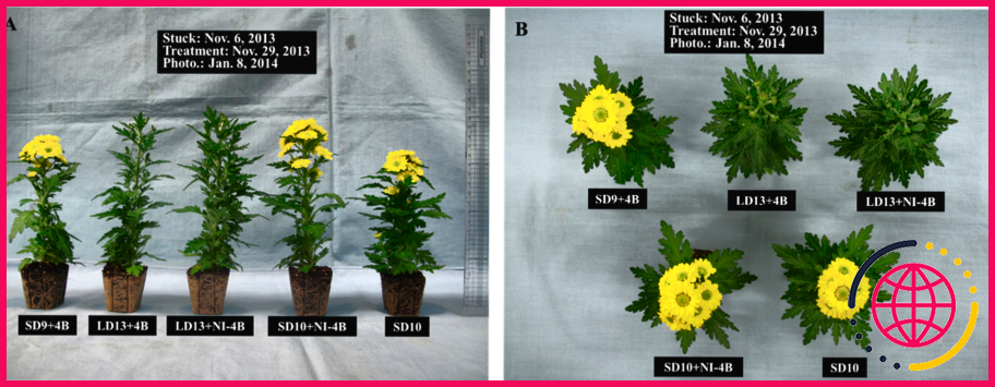 La photopériode affecte-t-elle la reproduction chez les plantes ?