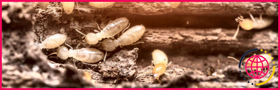 L'acide borique va-t-il tuer les termites ?