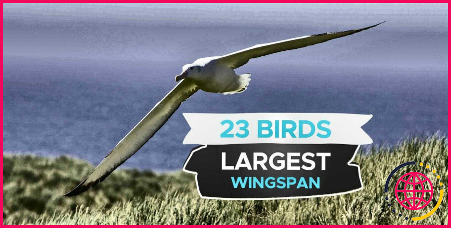L'albatros est-il plus grand que l'aigle ?