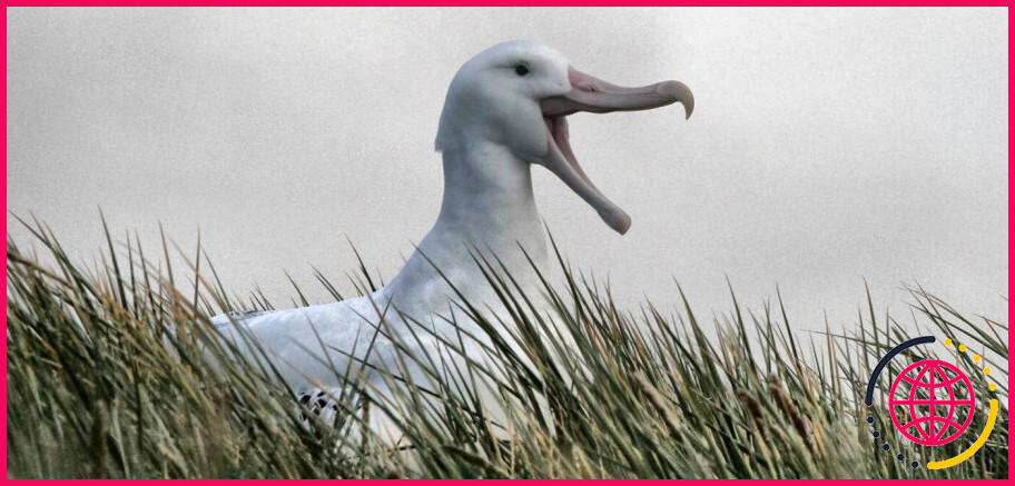 L'albatros peut-il voler pendant des années ?