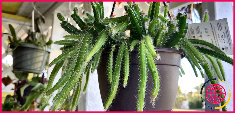Le cactus cereus est-il toxique ?