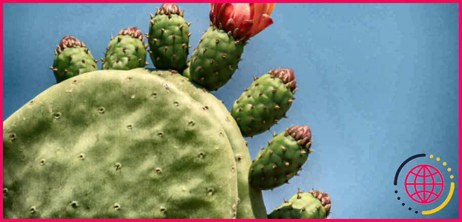 Le cactus opuntia est-il comestible ?