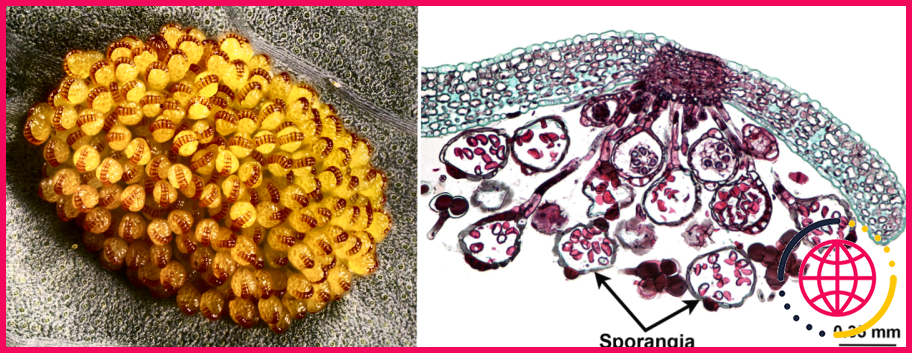 Le sporange est-il un sporophyte ou un gamétophyte ?