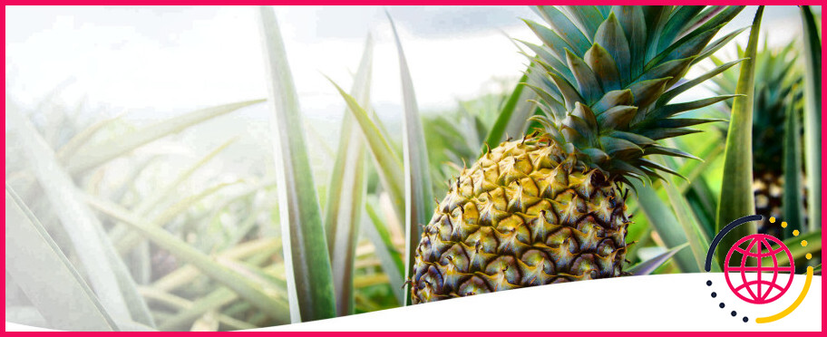 Les ananas poussent-ils à Hawaii ?