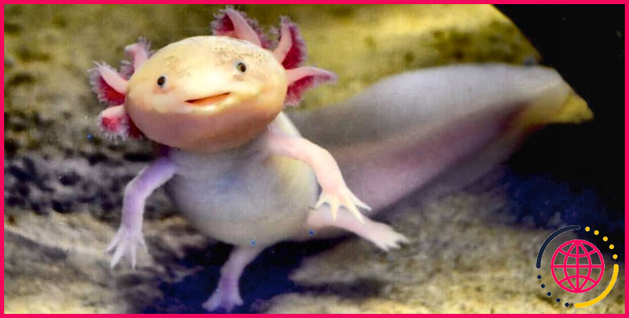 Les axolotls peuvent-ils vivre avec des poissons rouges ?