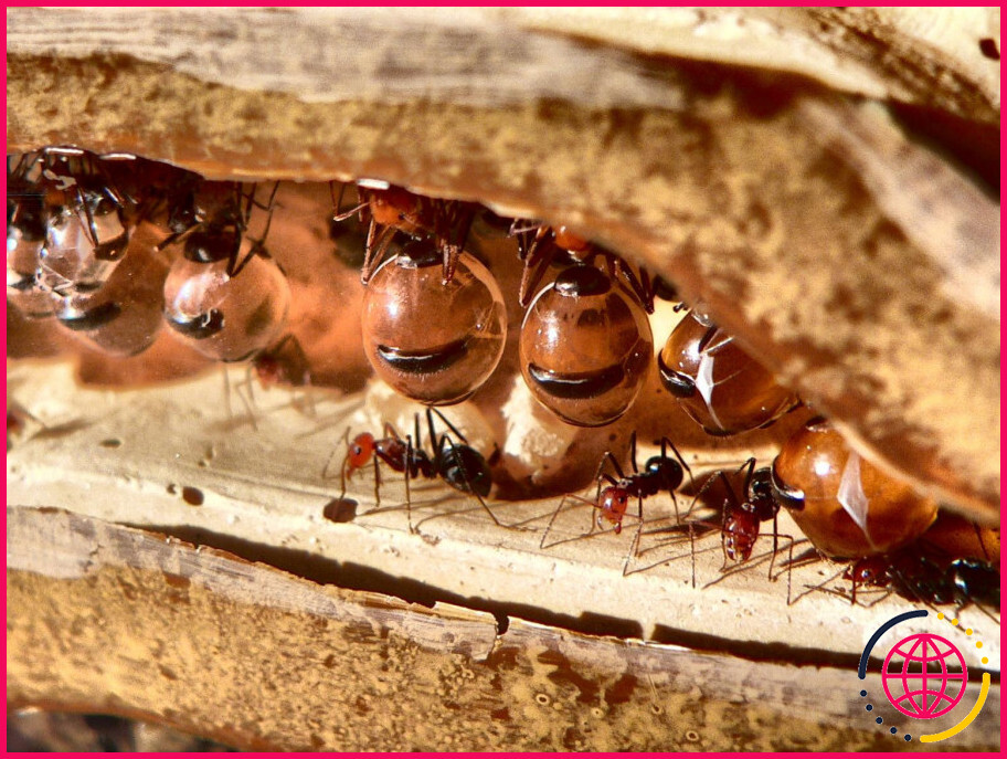 Les fourmis à pot de miel vivent-elles au Texas ?