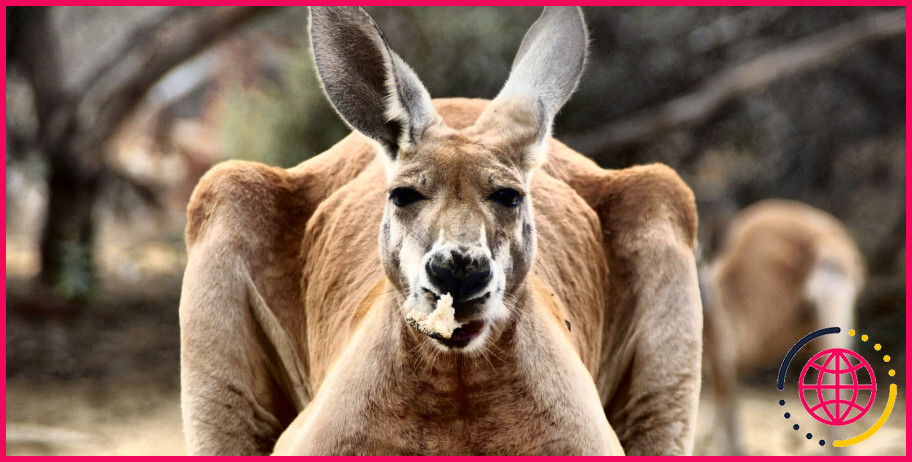 Les kangourous mâles ont-ils une poche ?