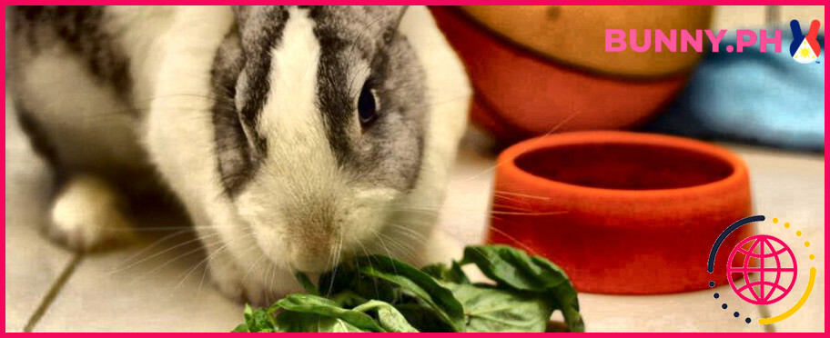 Les lapins peuvent-ils manger du bok choy ?